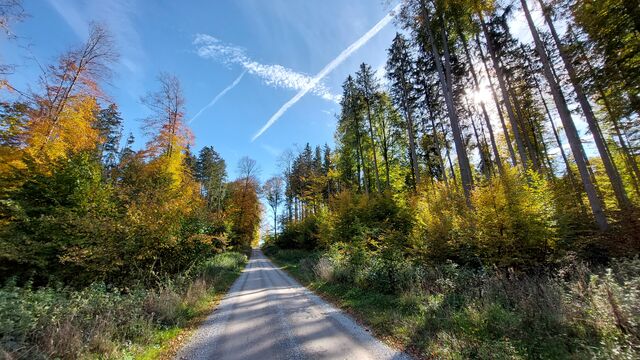 Herbstwald